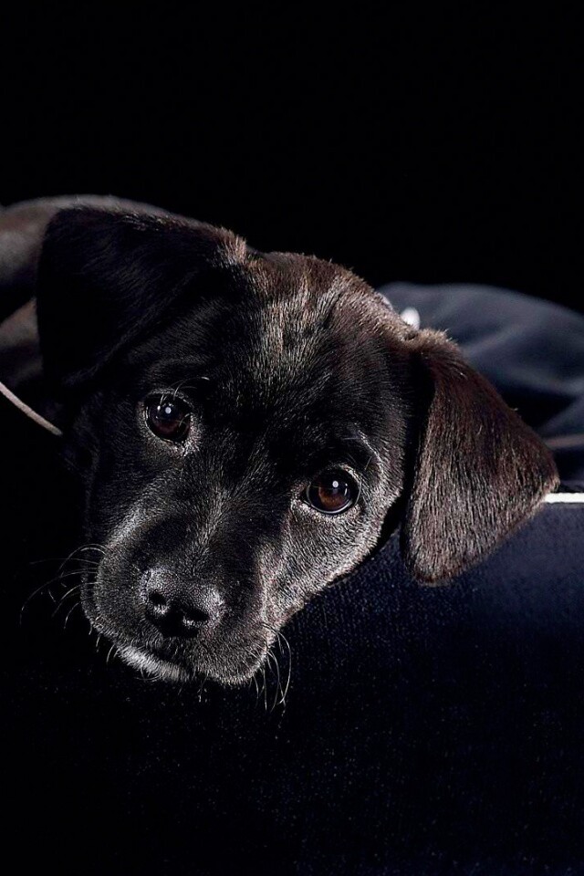 Собачка в сумке обои