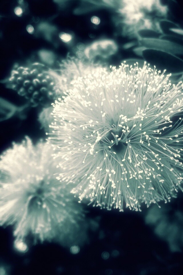 Сказочный цветок обои