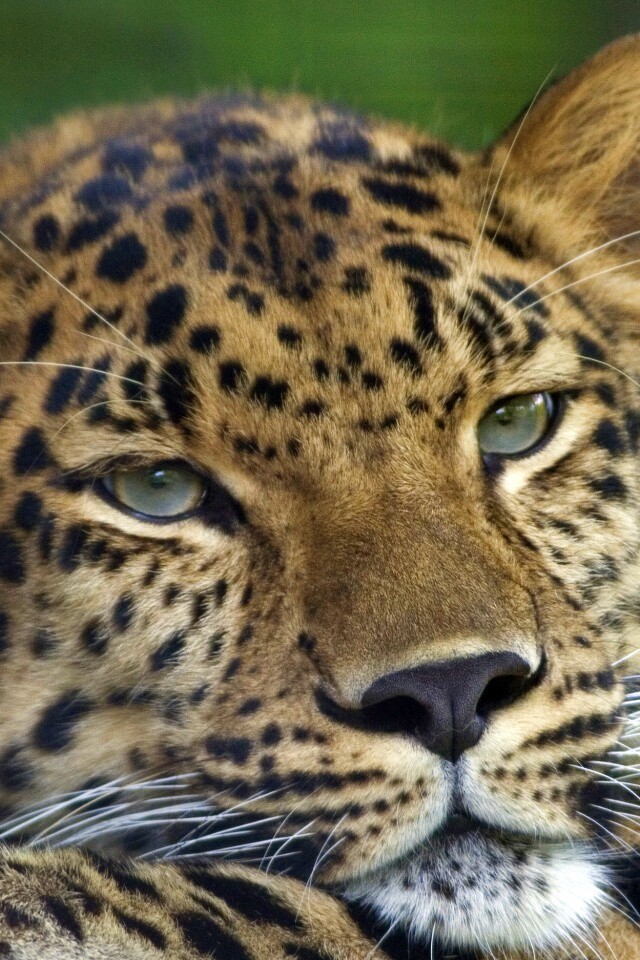 Злопасный ягуляр обои