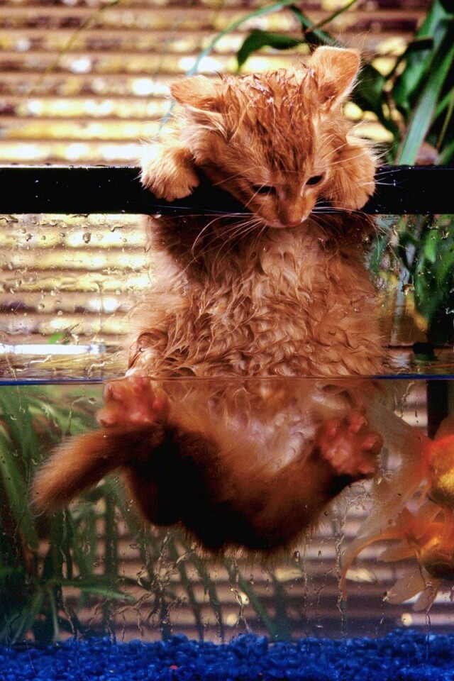 Мокрая киска обои