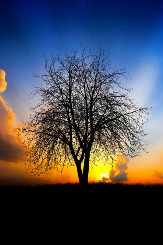 Дерево на закате обои