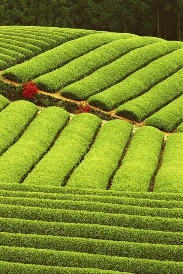 Красивые гряды обои