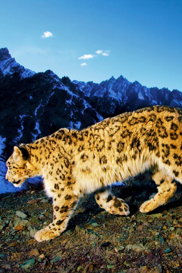 Леопард обои