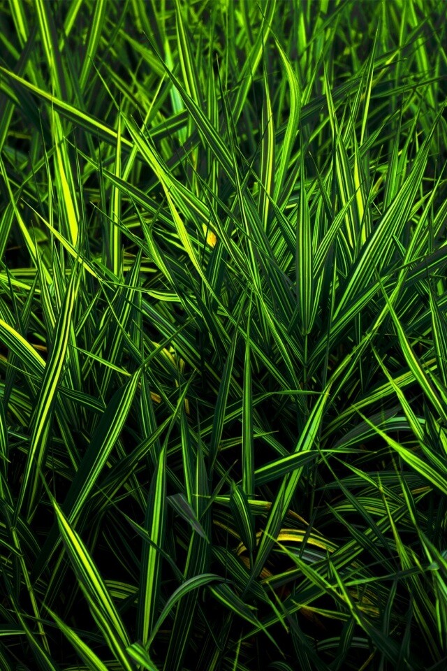 Дикая трава обои