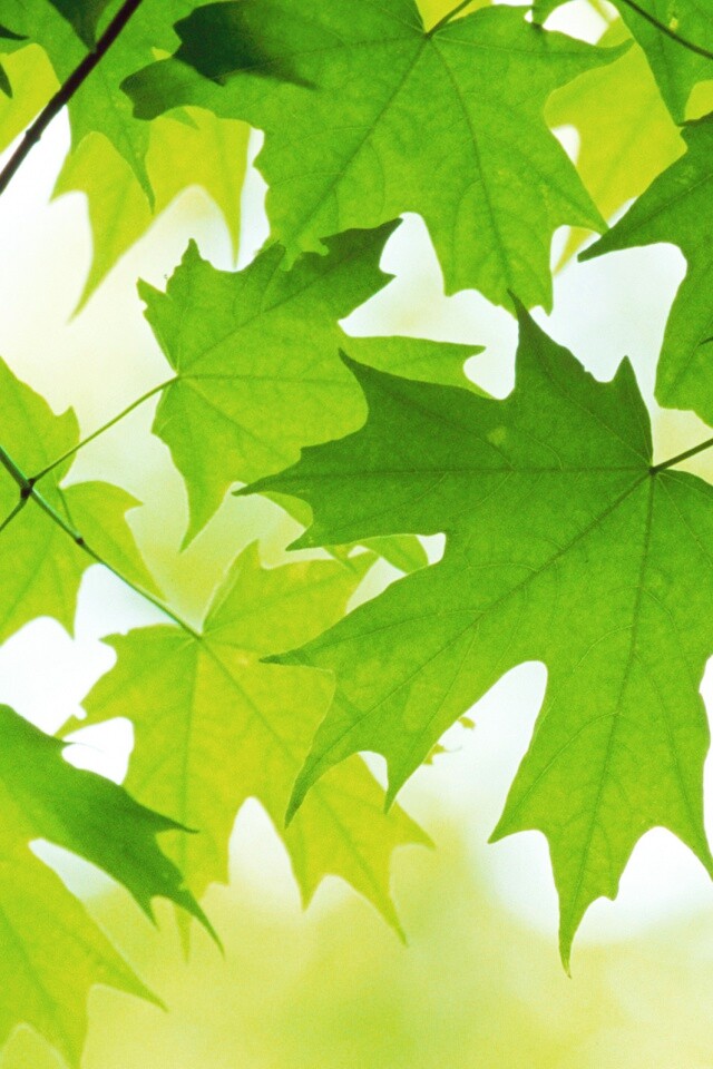 Кленовые листья обои