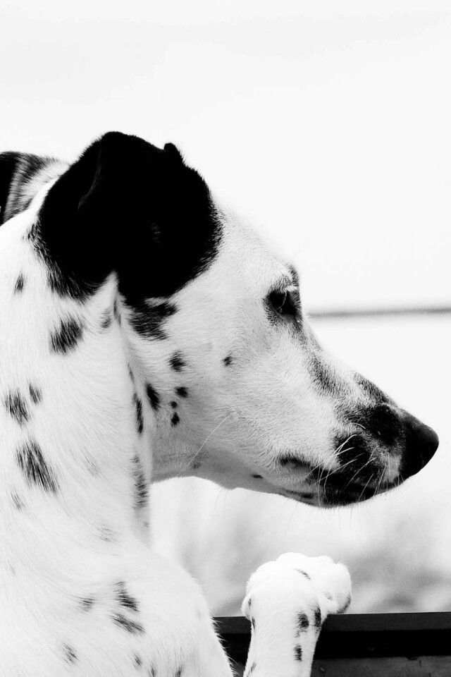 Долматинец смотрит вдаль обои