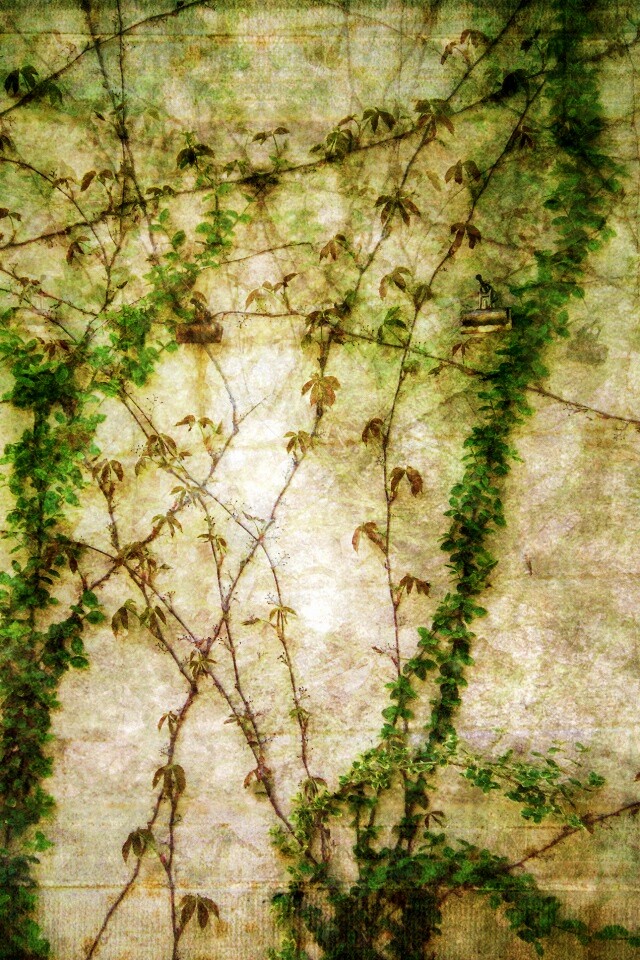 Растение на стене обои