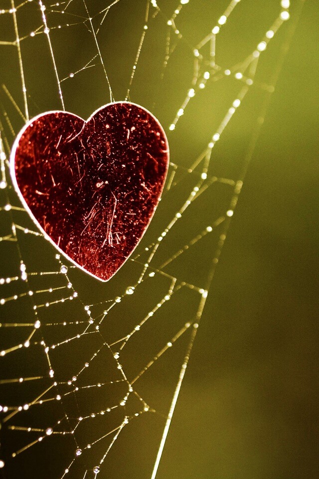 Запутавшаяся любовь.. обои