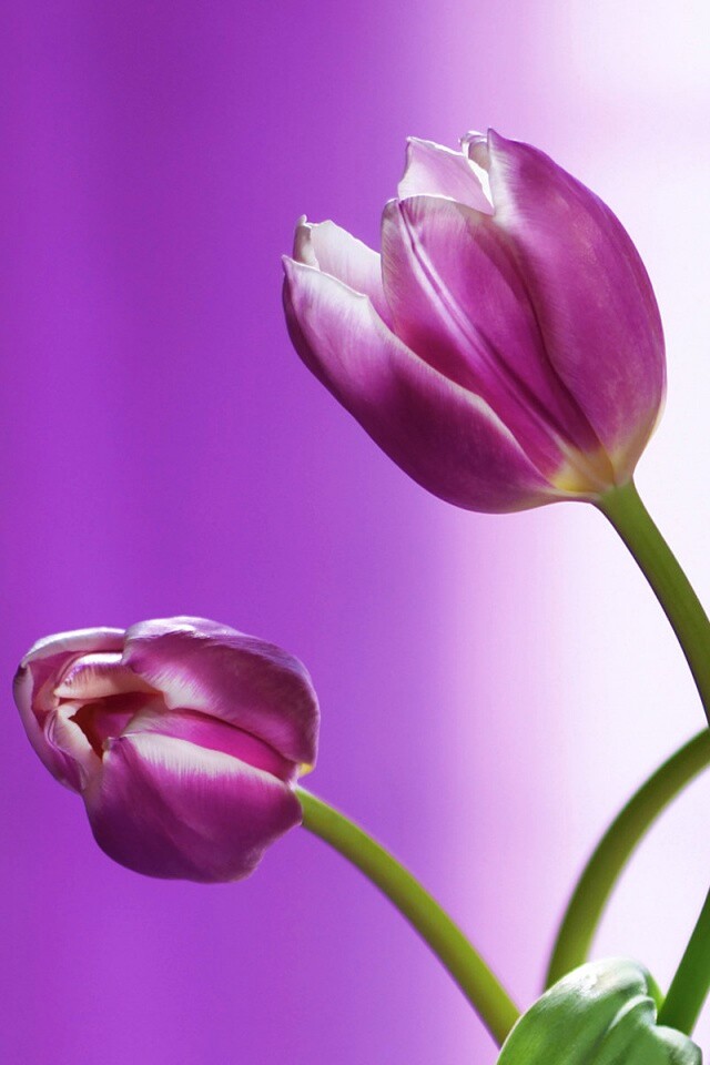 Сиреневые цветы обои