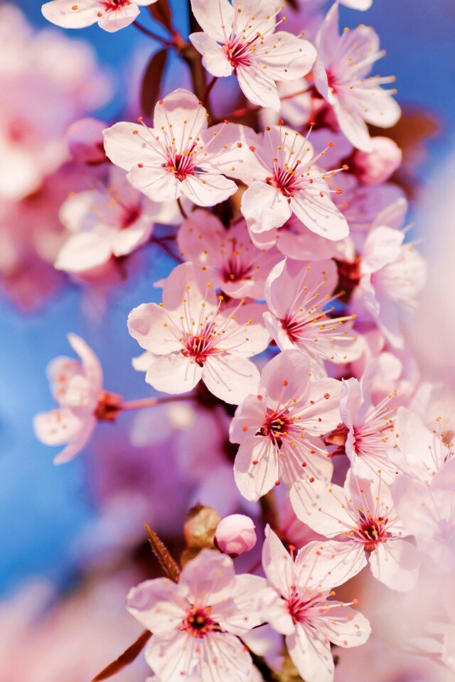 Цветение вишни обои