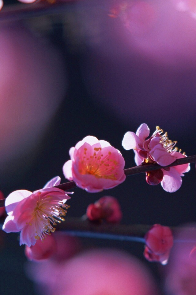 Цветущая вишня обои