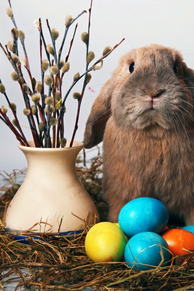 Пасхальный кролик обои