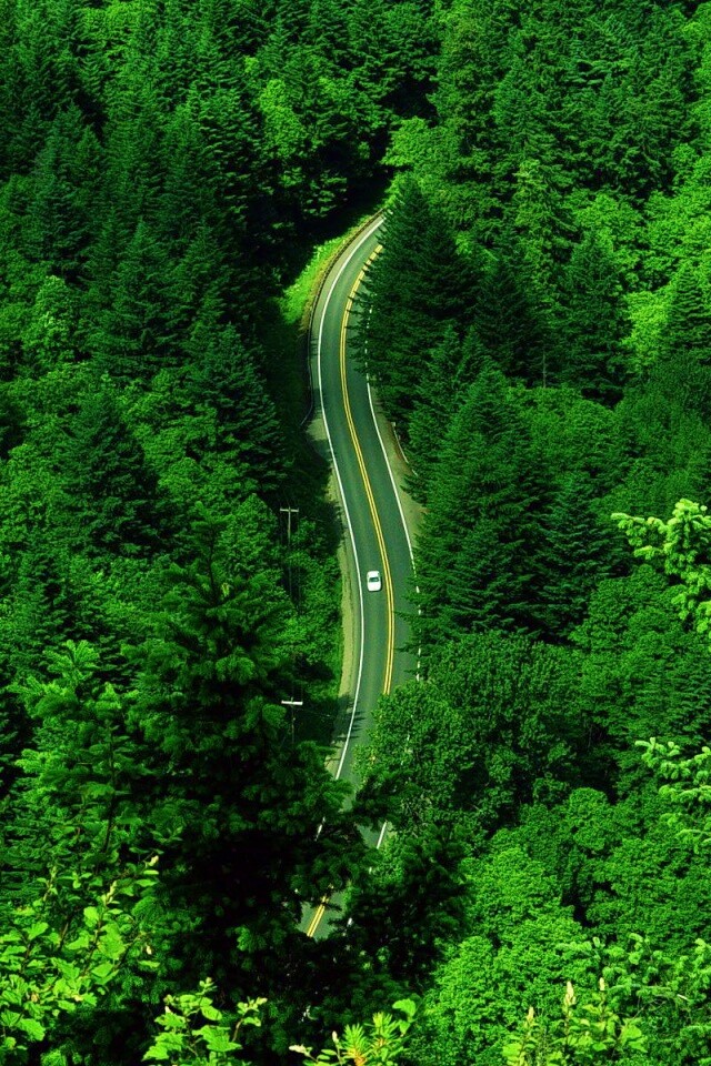 Лесная трасса обои