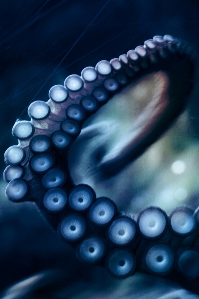 Щупальце обои