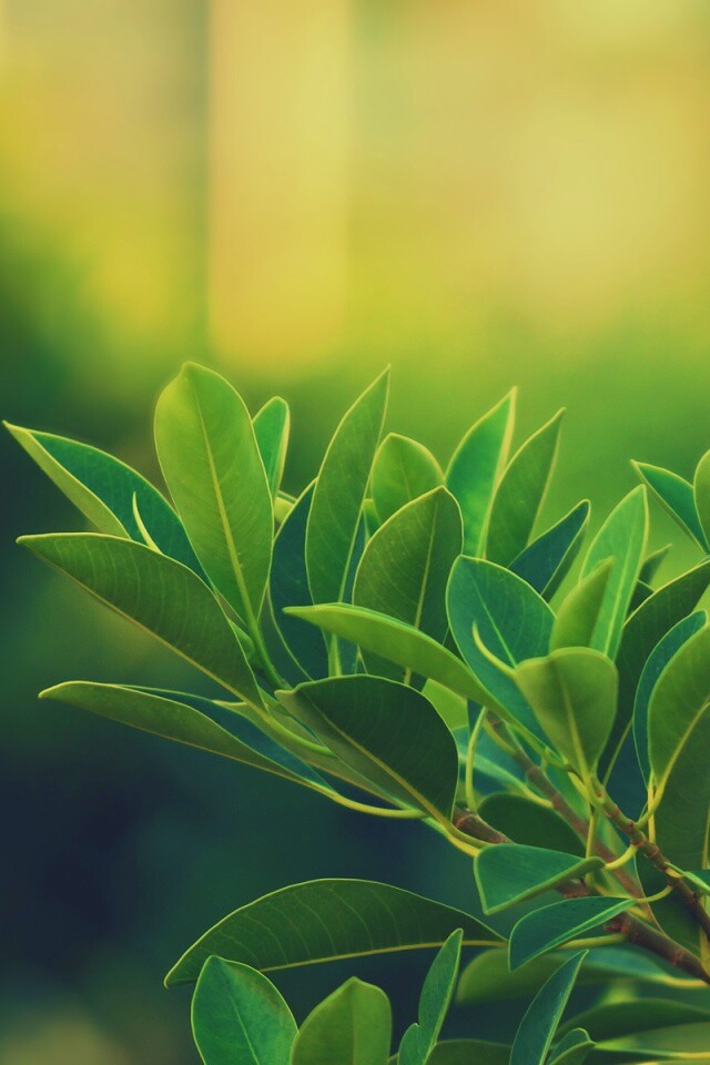 Листья обои