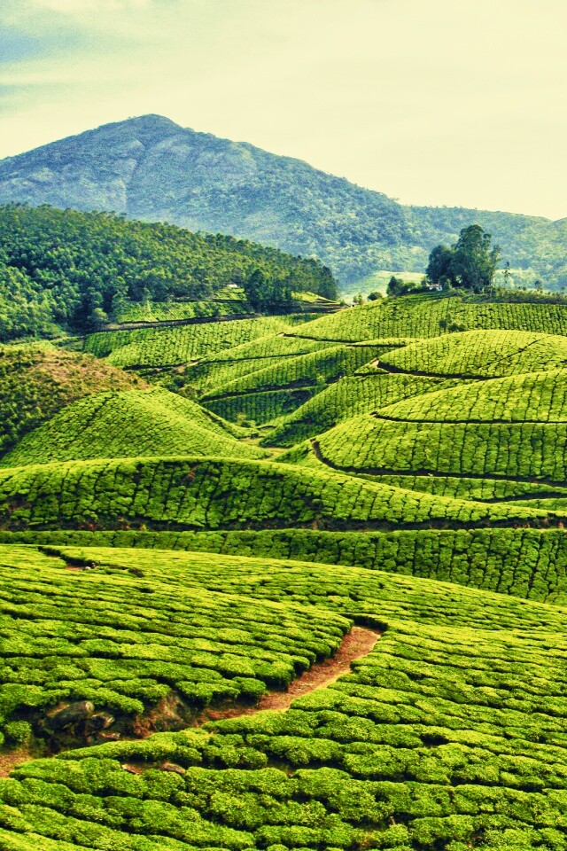Плантации в Индии обои