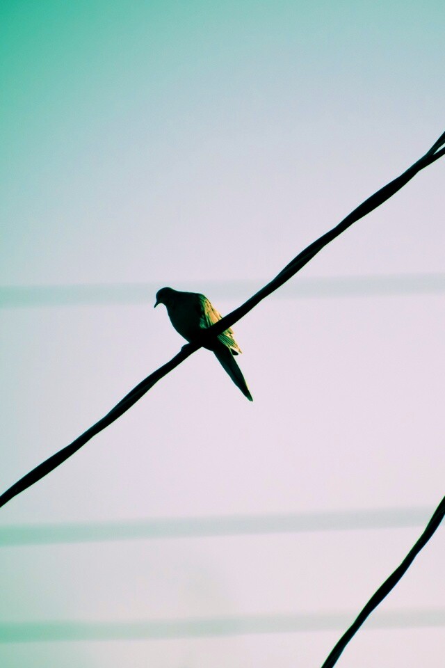 Птица на проводе обои