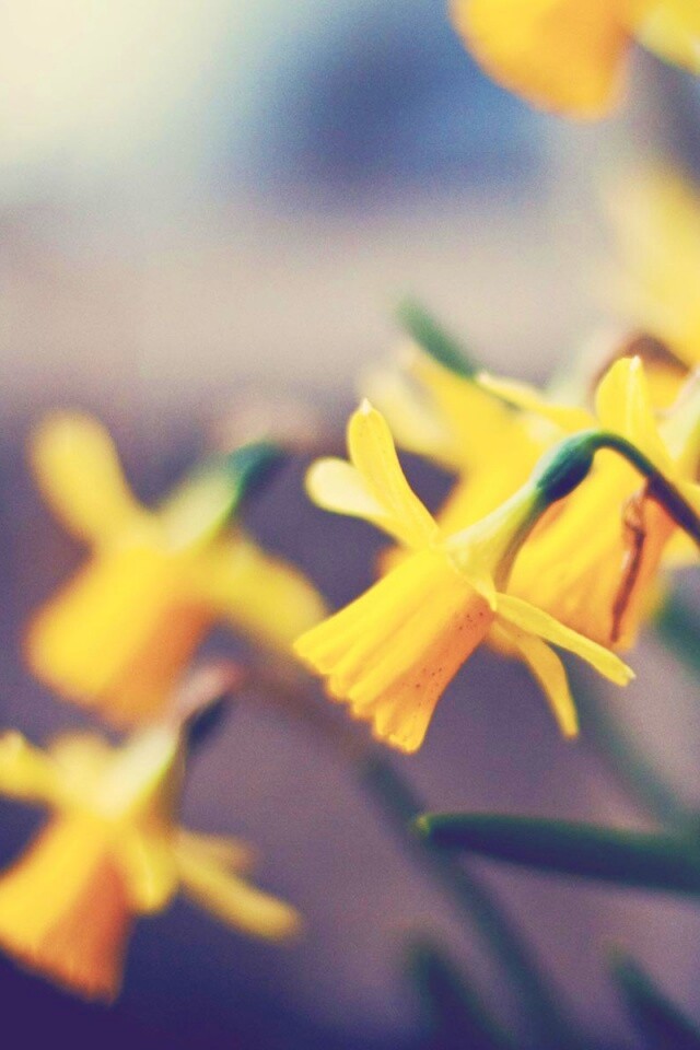 Нарциссы обои