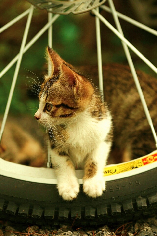 Маленький котенок обои