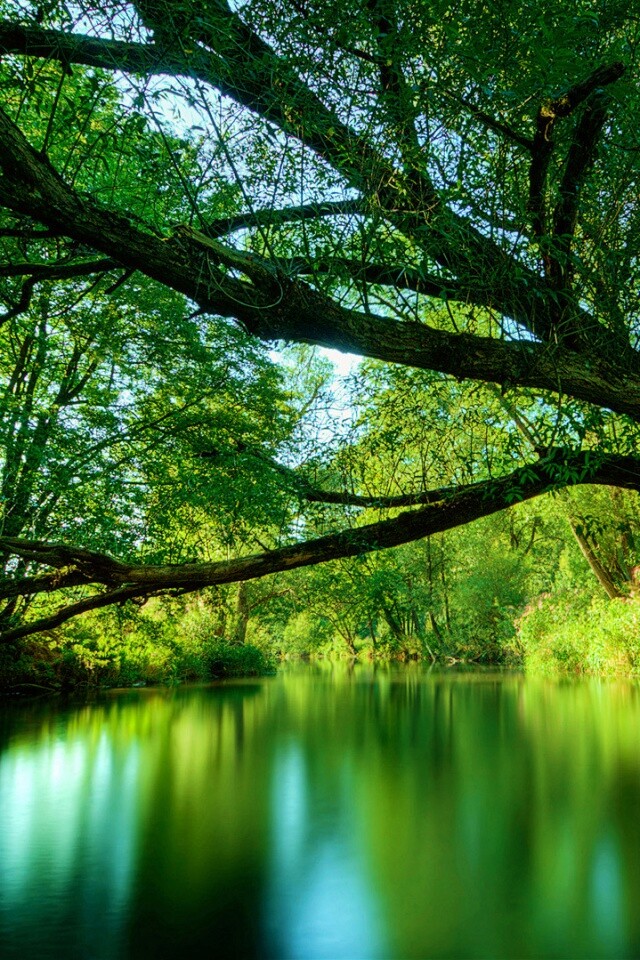 Спокойная лесная река обои