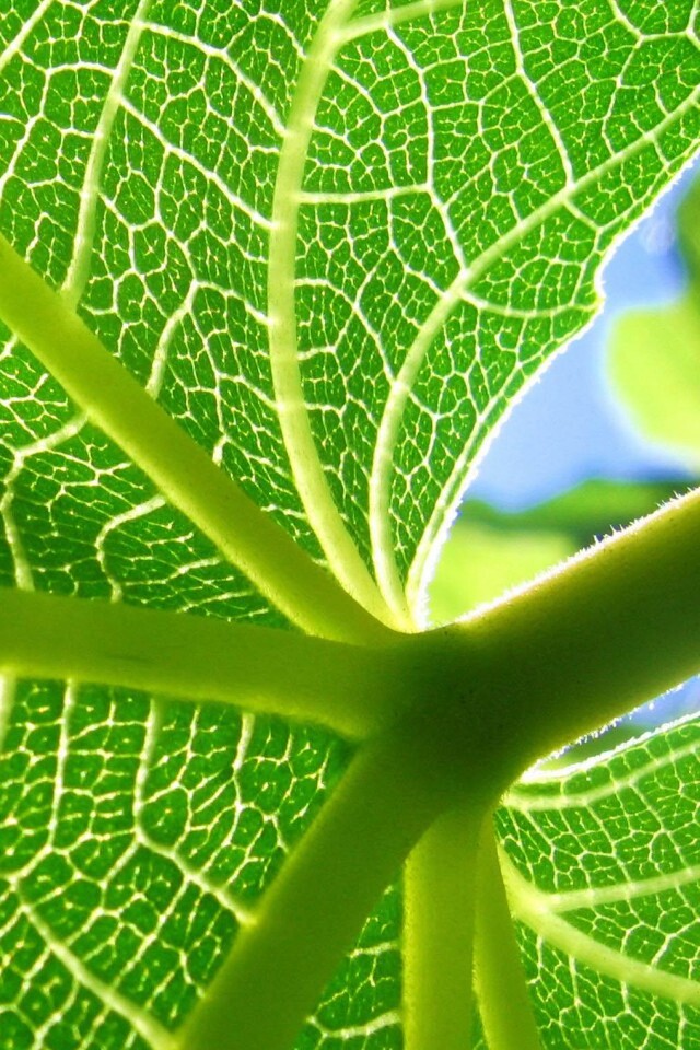 Внутренняя сторона листа обои