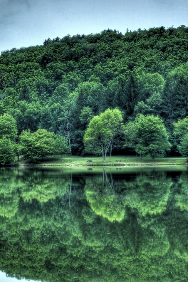 Лесной берег обои