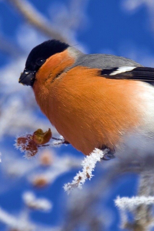 Снегирь на ветке обои