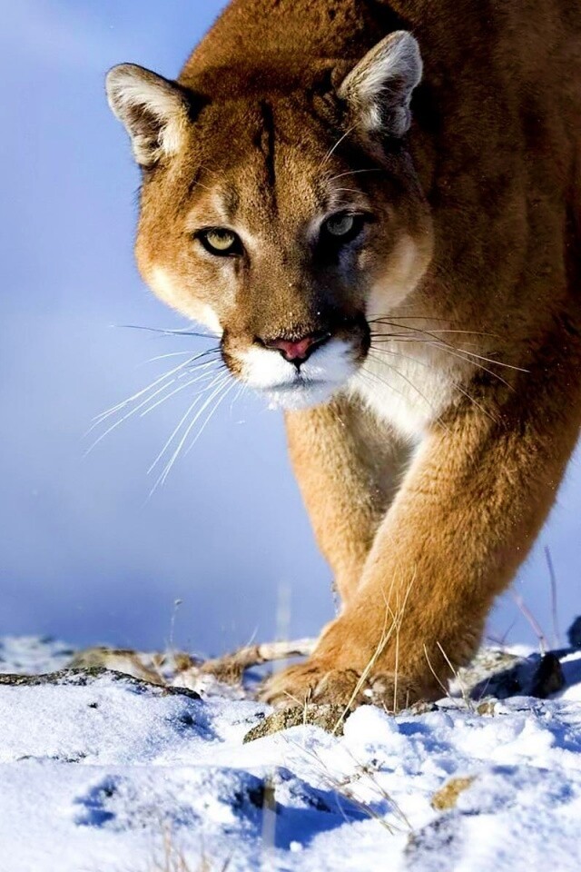 Пума с грозным взглядом обои