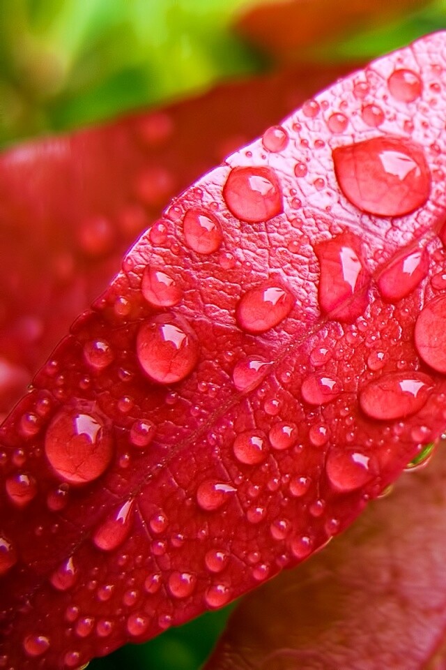 Капли росы на красных листьях обои