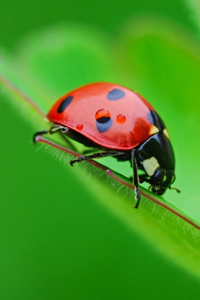 Божья коровка обои
