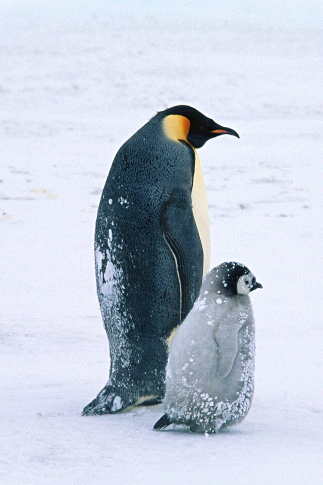 Пингвин с птенцом обои