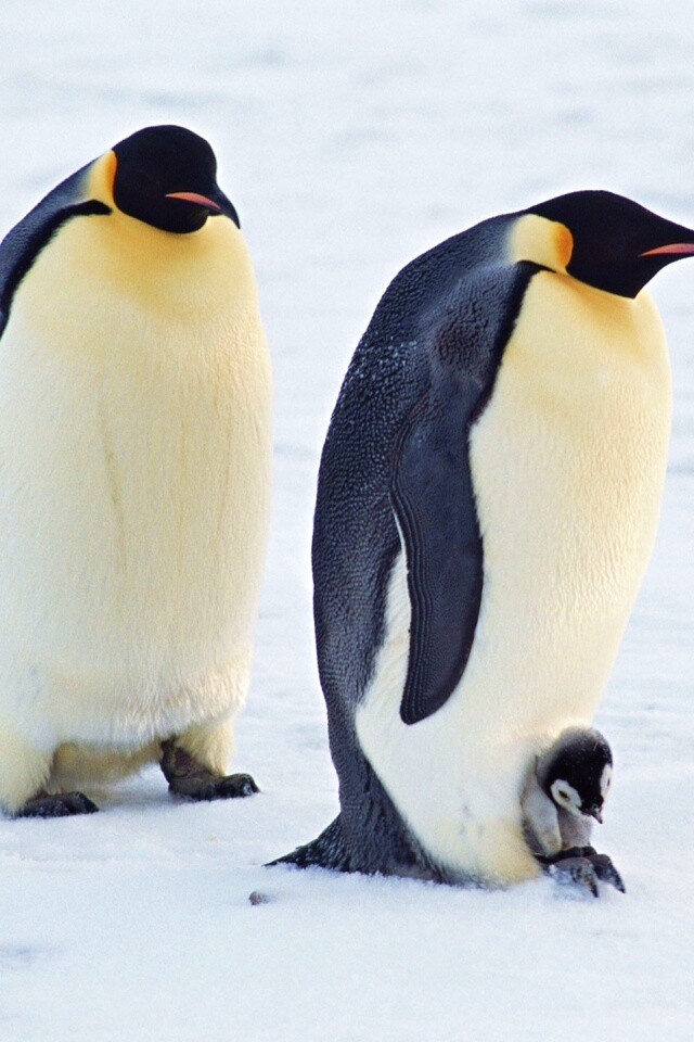 Семья пингвинов обои