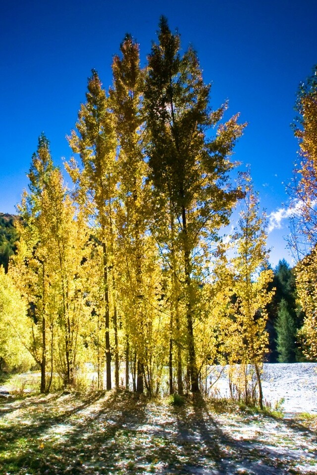 Осень в Новой Зеландии обои