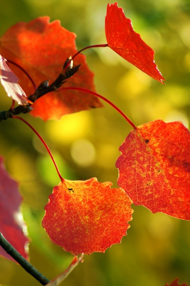 Красные листья обои