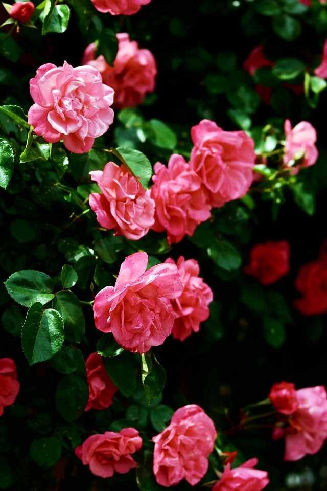 Розовый куст обои