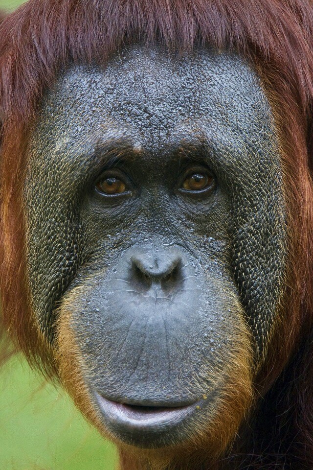 Орангутан обои