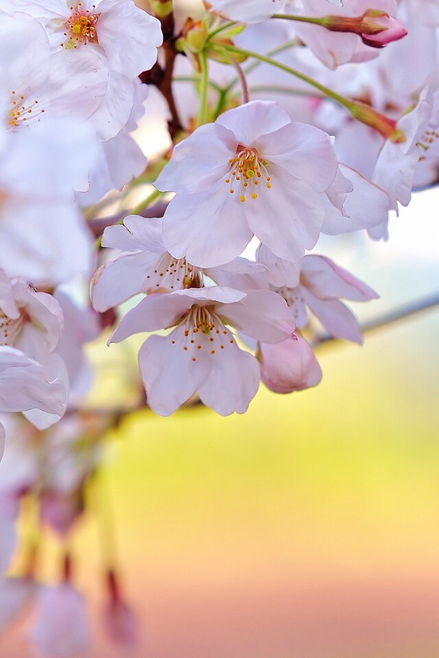 Цветение вишни обои