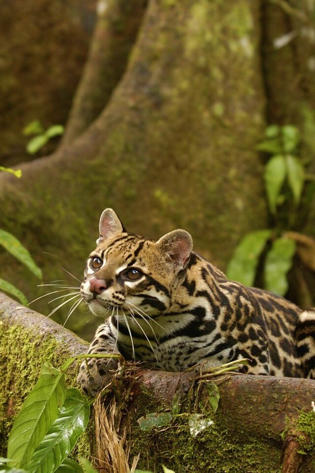 Оцелот обои