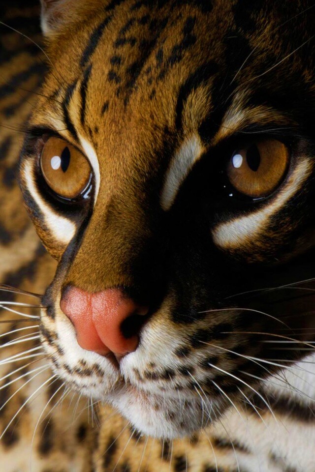 Оцелот обои