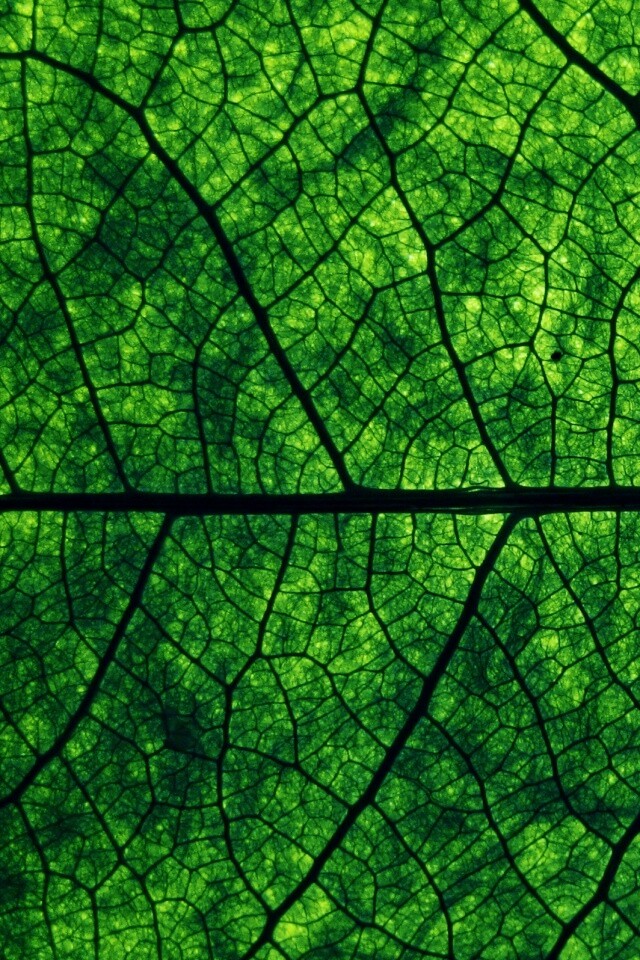 Свечение зеленого листа в макро обои
