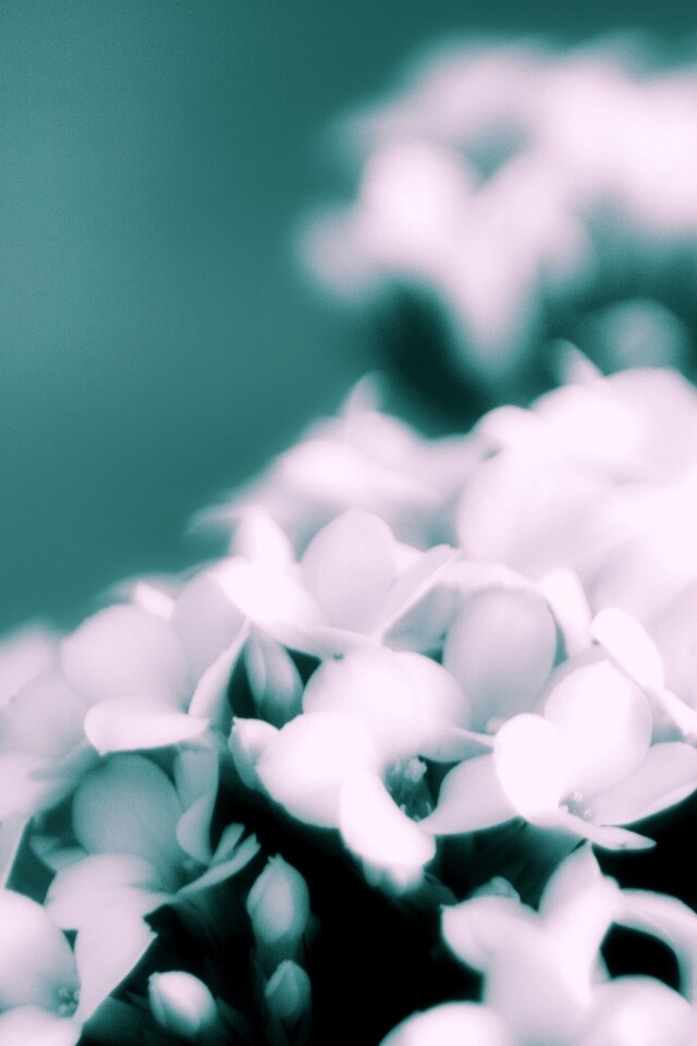 Белоснежные цветочки обои