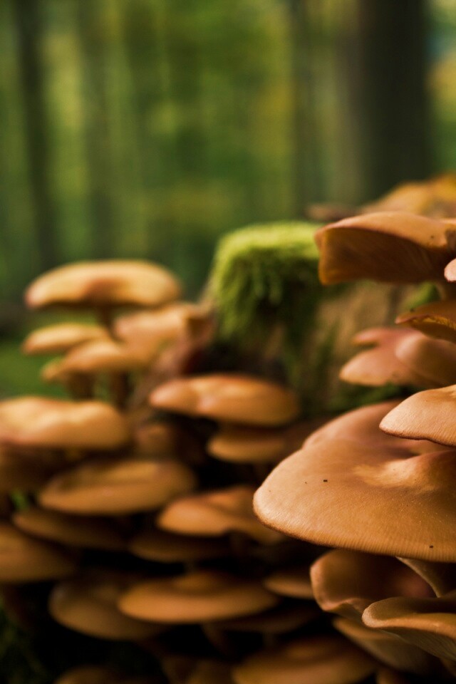 Лесные грибы на пне обои