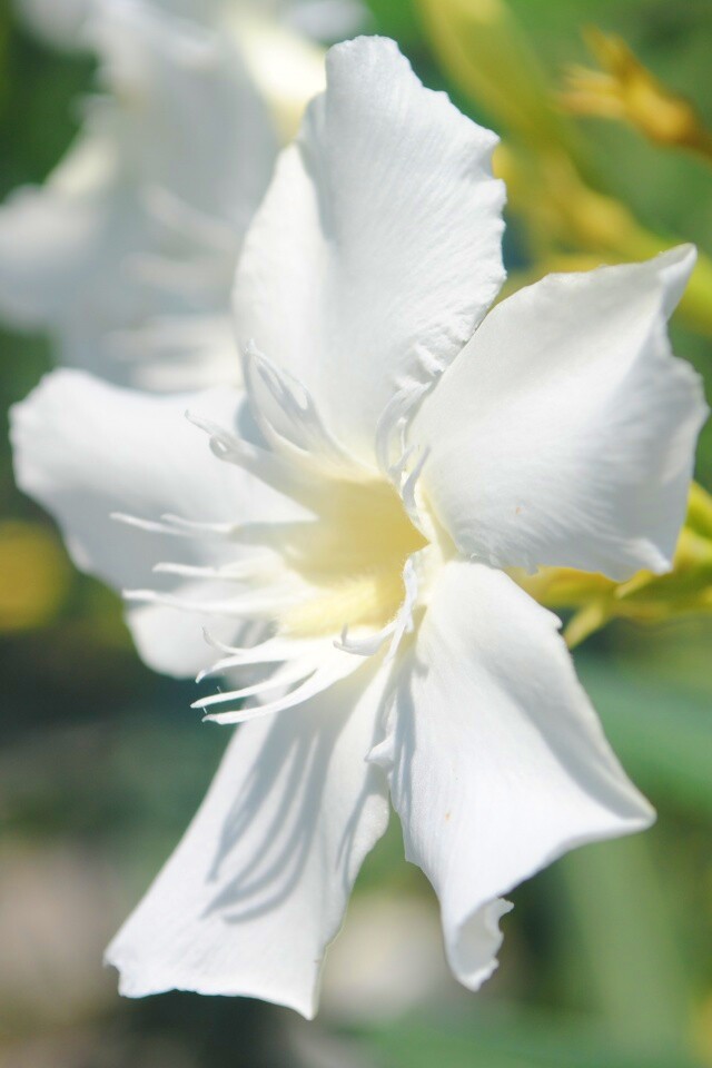 Эухарис, амазонская лилия обои