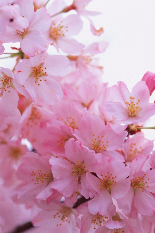 Цветение вишни обои