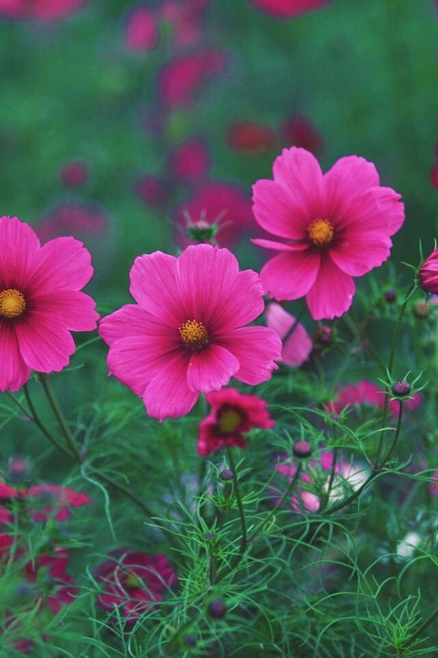 Яркие розовые цветы обои