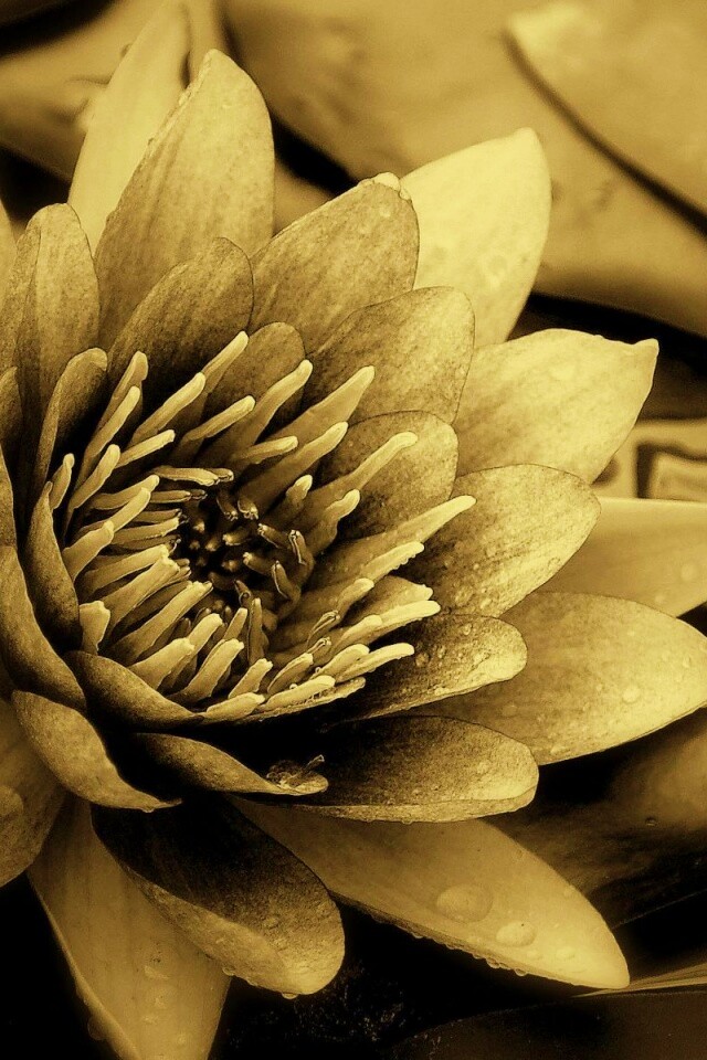 Кувшинка обои