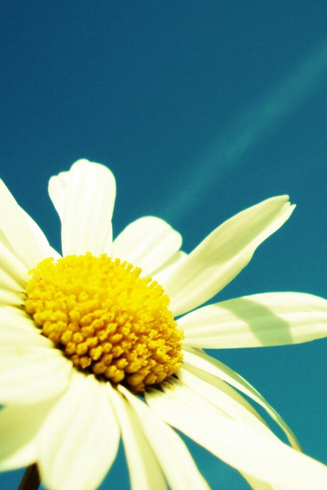 Ромашка на фоне синего неба обои