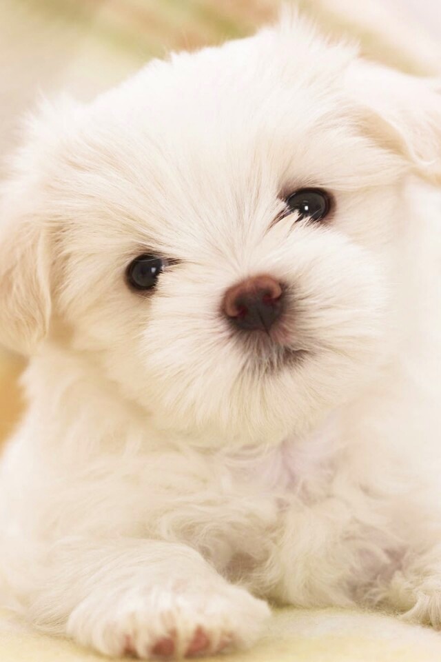 Щенок мальтийской болонки обои