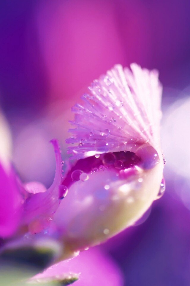 Капли на лиловом цветке обои