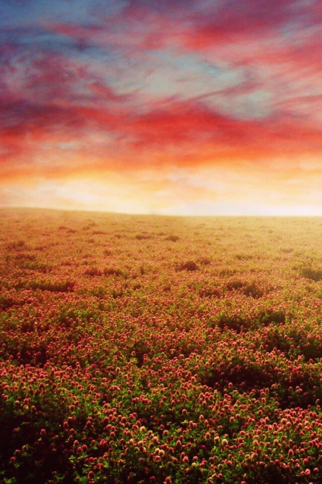 Закатное небо над цветочным полем обои